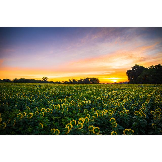 Sunflowers At Sunrise August Grove Size: 61cm H x 91cm W x 3.8cm D on Productcaster.