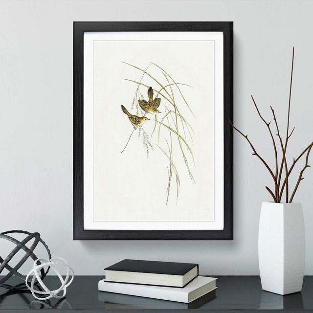 Lineated Warbler by Elizabeth Gould - Picture Frame Painting Print East Urban Home Frame Option: Black Framed, Size: 48cm H x 36cm W x 2cm D on Productcaster.