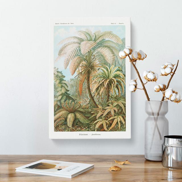 Ferns Vol.1 by Ernst Haeckel - Wrapped Canvas Painting East Urban Home Size: 76cm H x 50cm W x 3cm D on Productcaster.