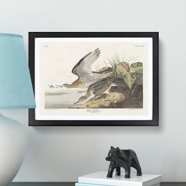 Bartram Sandpiper Birds by John James Audubon - Picture Frame Painting East Urban Home Size: 40cm H x 60cm W x 2cm D, Format: Black on Productcaster.