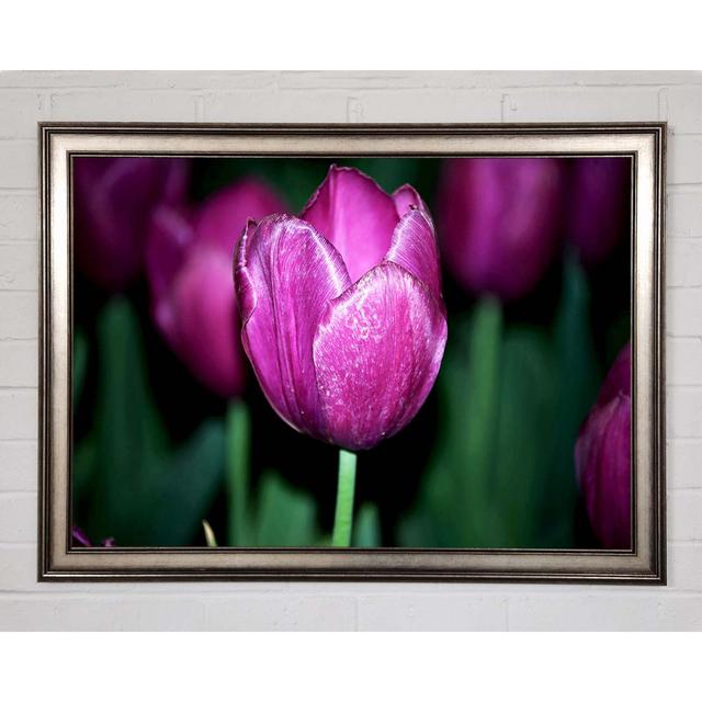 Purple Night Tulip - Single Picture Frame Art Prints Brayden Studio Size: 42cm H x 59.7cm W x 1.5cm D on Productcaster.