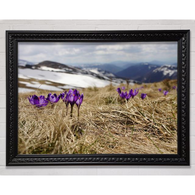 Purple Crocus Sprouting Through The Grass Framed Print Brayden Studio Size: 29.7cm H x 42cm W on Productcaster.