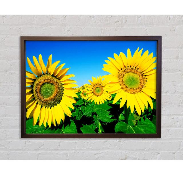 Huge Sunflower Heads In The Cloudless Sky - Single Picture Frame Art Prints on Canvas Bright Star Size: 59.7cm H x 84.1cm W x 3.3cm D on Productcaster.