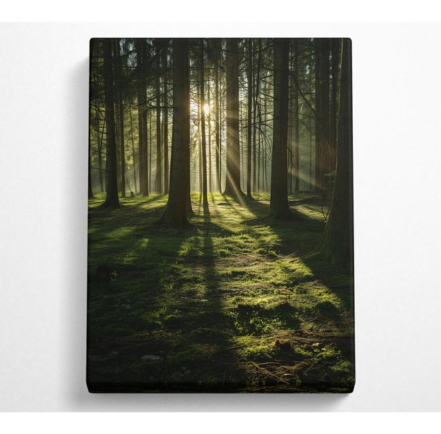 Sun Beaming Through The Trees Canvas Print Alpen Home Size: 81.3cm H x 50.8cm W on Productcaster.