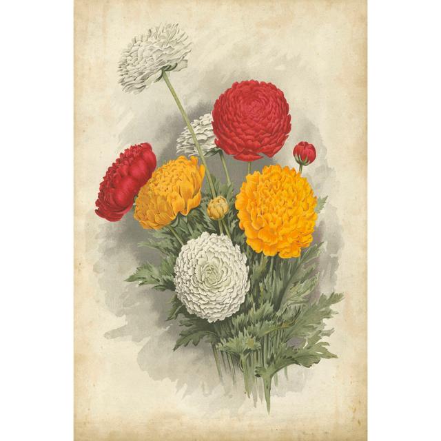 Ranunculus Florilegium I - Wrapped Canvas Art Prints Rosalind Wheeler Size: 122cm H x 81cm W x 3.8cm D on Productcaster.