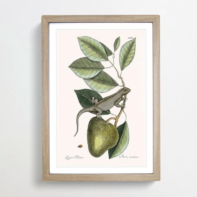 Lizard by Mark Catesby - Picture Frame Painting Print East Urban Home Frame Option: Oak Framed, Size: 36cm H x 27cm W x 2cm D on Productcaster.