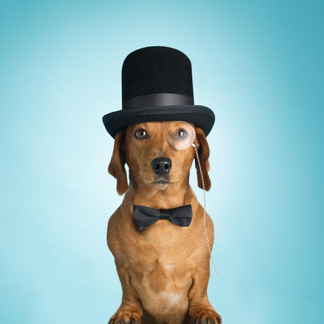 Dachshund wearing top hat Happy Larry Size: 30cm H x 30cm W on Productcaster.