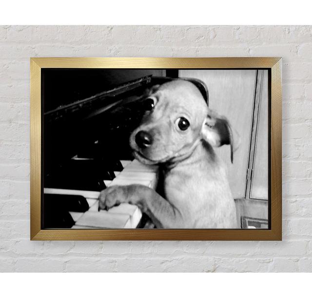 Piano Pup - Print Bright Star Size: 59.7cm H x 84.1cm W x 3.4cm D on Productcaster.