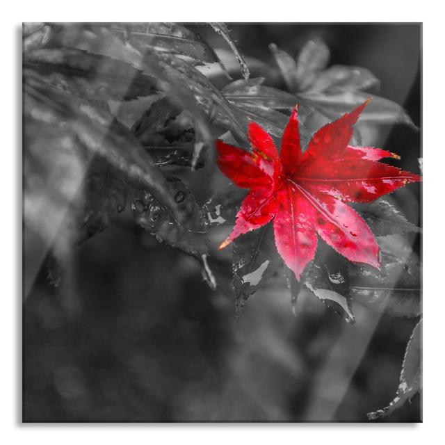 Red Maple Leaf in Autumn - Unframed Photograph on Glass Brayden Studio Size: 70cm H x 70cm W x 0.4cm D on Productcaster.