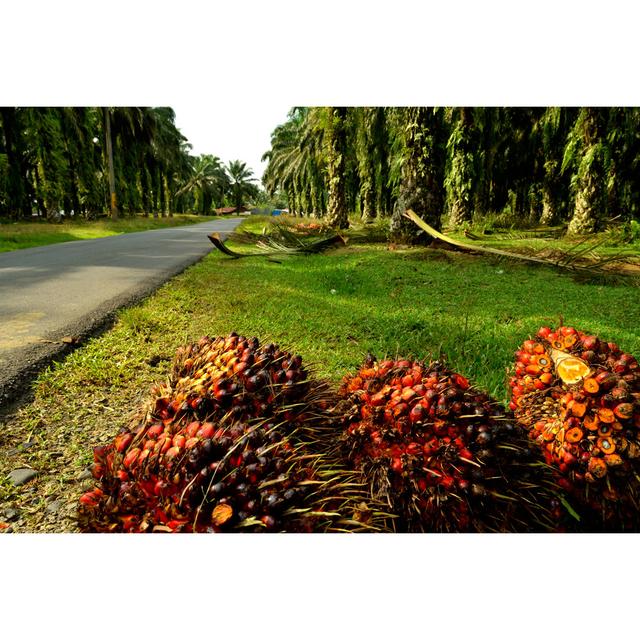 Oil Palm Plantation by Unknown - Wrapped Canvas Photograph 17 Stories Size: 51cm H x 76cm W on Productcaster.