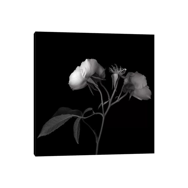 Rose White VII, B&W by Magda Indigo - Wrapped Canvas Gallery-Wrapped Canvas Giclée Latitude Run Size: 66.04cm H x 66.04cm W x 1.91cm D on Productcaster.