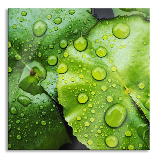 Leaves With Bass Droplets - No Frame Print on Glass Brayden Studio Size: 70cm H x 70cm W x 0.4cm D on Productcaster.