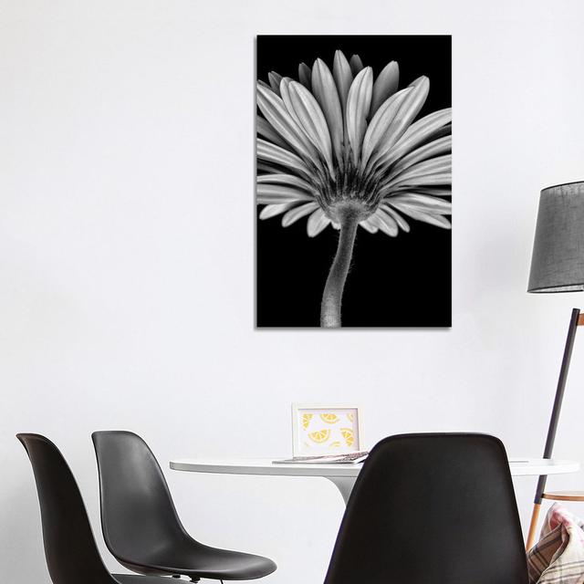 Bw Gerber Daisy by Glauco Meneghelli - Wrapped Canvas Photograph Brayden Studio Size: 101.6cm H x 66.04cm W x 3.81cm D on Productcaster.