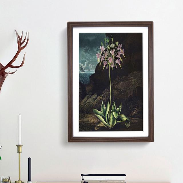 American Cowslip Plant by R.J. Thornton - Picture Frame Painting Print on Paper East Urban Home Size: 33cm H x 24cm W x 2cm D, Frame Option: Walnut Fr on Productcaster.