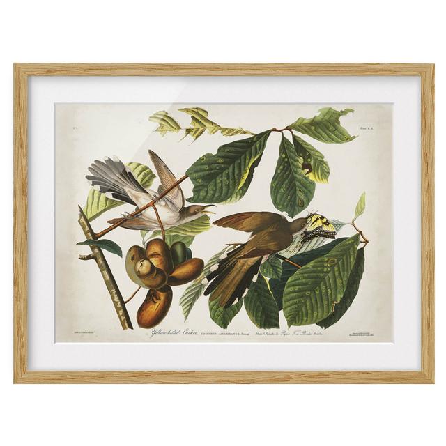 Vintage Educational Board Cuckoo II - Picture Frame Graphic Art Rosalind Wheeler Size: 40cm H x 55cm W x 2cm D, Frame Option: Brown on Productcaster.