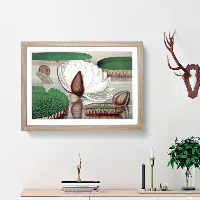 Gigantic Water Lily in Bloom by William Sharp - Picture Frame Painting Print East Urban Home Frame Option: Oak Framed, Size: 36cm H x 48cm W x 2cm D on Productcaster.