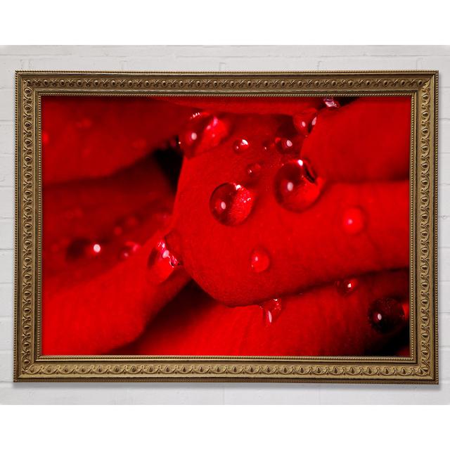 Red Petal Dew Drop - Single Picture Frame Art Prints Ebern Designs Size: 59.7cm H x 84.1cm W x 3.3cm D, Format: White Framed Canvas on Productcaster.