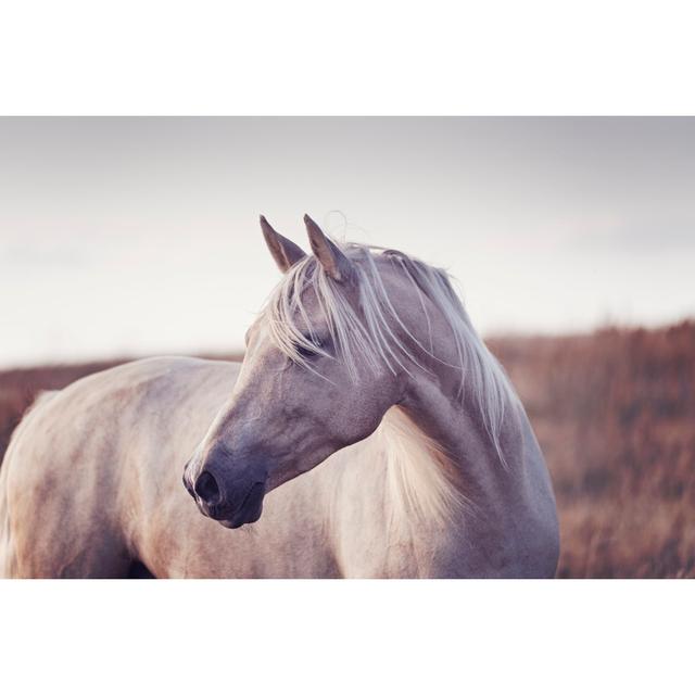 Portrait Of A Beautiful Palomino Horse - Print Natur Pur Size: 20cm H x 30cm W on Productcaster.