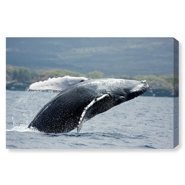 Humpback Whale by David Fleetham - Wrapped Canvas Print East Urban Home Size: 50.8cm H x 76.2cm W x 3.81cm D on Productcaster.