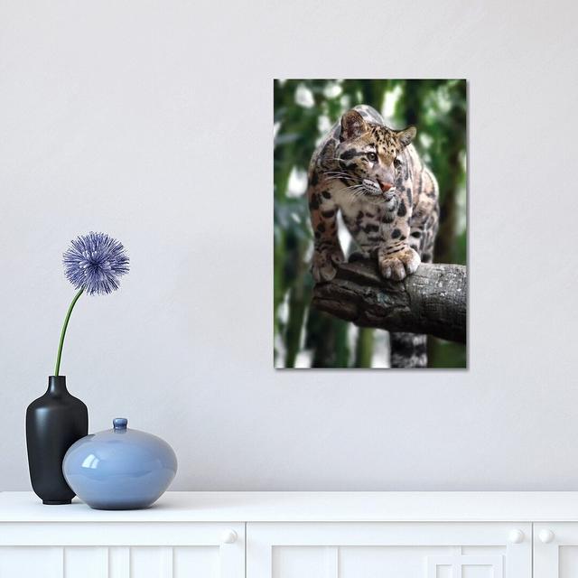 Ready To Pounce by Jonathan Ross Photography - Wrapped Canvas Photograph Latitude Run Size: 45.72cm H x 30.48cm W x 1.905cm D on Productcaster.