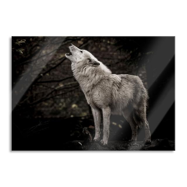 Glasbild Weißer Jaulender Wolf im Wald Union Rustic Größe: 60 cm H x 80 cm B x 0,4 cm T on Productcaster.