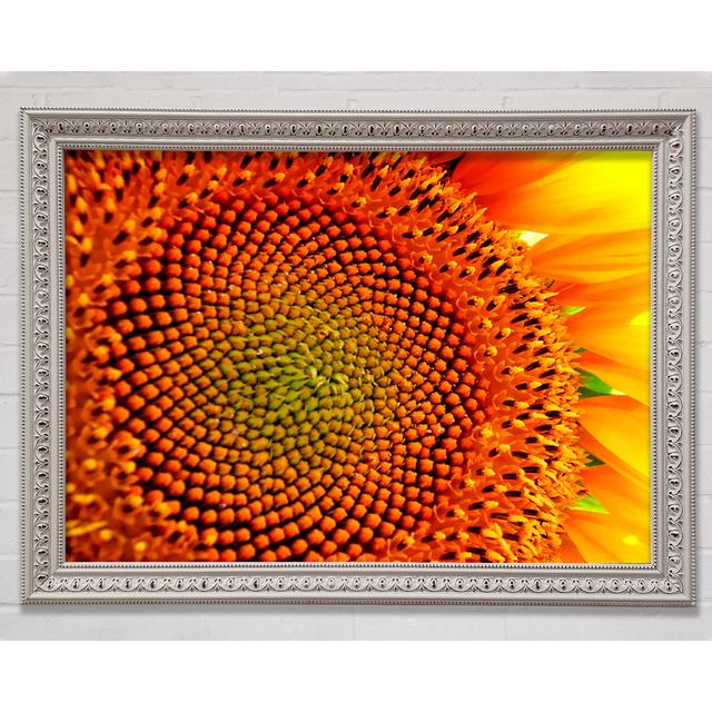 Stunning Sunflower Close-up - Single Picture Frame Art Prints Bright Star Size: 21cm H x 29.7cm W on Productcaster.