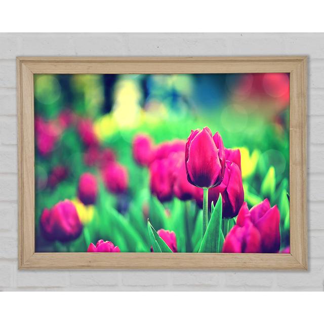 Cerise Tulip Garden - Print Ebern Designs Size: 21cm H x 29.7cm W x 1.5cm D on Productcaster.