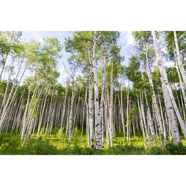 Aspens by - Wrapped Canvas Photograph 17 Stories Size: 30cm H x 46cm W on Productcaster.