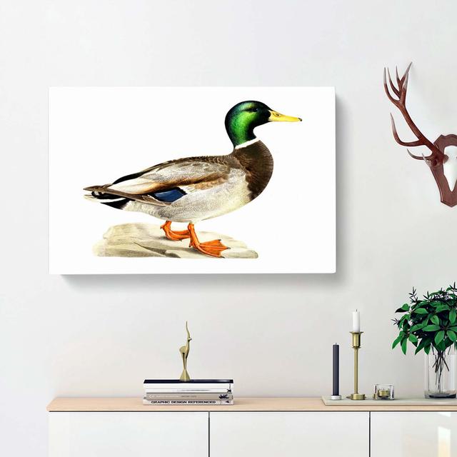 A Mallard Duck by Von Wright - Wrapped Canvas Painting Print East Urban Home Size: 35cm H x 50cm W x 3cm D on Productcaster.