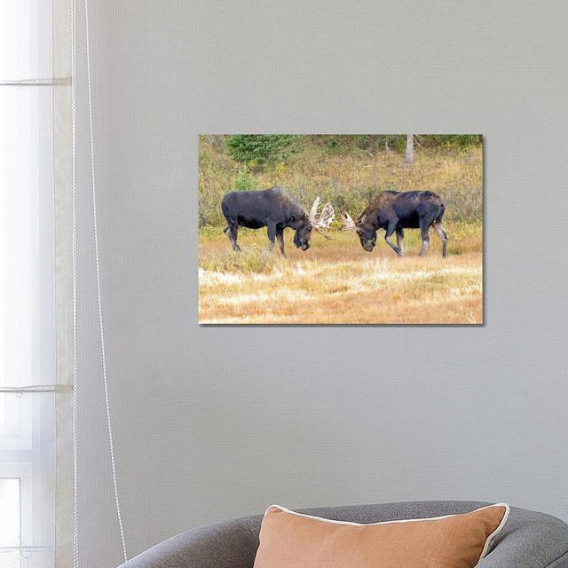 USA, Colorado, Cameron Pass. Two Bull Moose Dueling. by Jaynes Gallery - Wrapped Canvas Print Union Rustic Size: 45.72cm H x 66.04cm W on Productcaster.