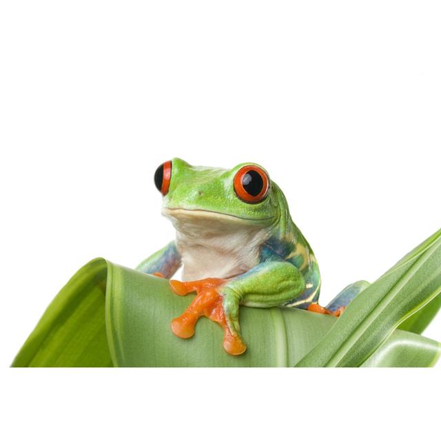 Frog (agalychnis Callidryas) Sitting On A Plant by Kerkla - No Frame Art Prints on Canvas 17 Stories Size: 30cm H x 46cm W on Productcaster.