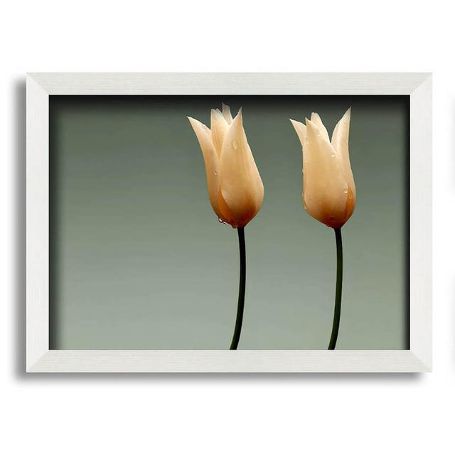 Stunning Cream Tulips - Single Picture Frame Art Prints Latitude Run Size: 29.7cm H x 42cm W on Productcaster.