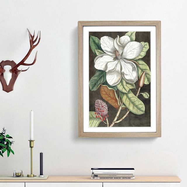 Laurel Magnolia Tree by Mark Catesby - Picture Frame Painting Print East Urban Home Size: 36cm H x 27cm W x 2cm D, Frame Option: Oak Framed on Productcaster.