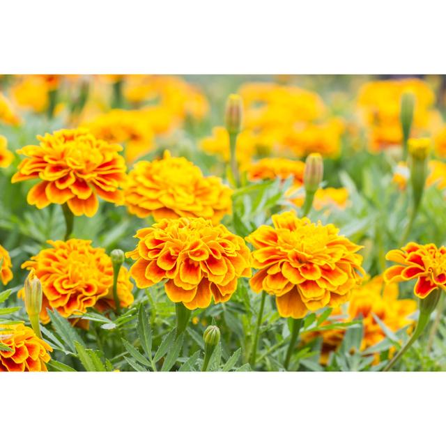 Flowers French Marigolds - Wrapped Canvas Photograph Ebern Designs Size: 30cm H x 46cm W x 3.8cm D on Productcaster.