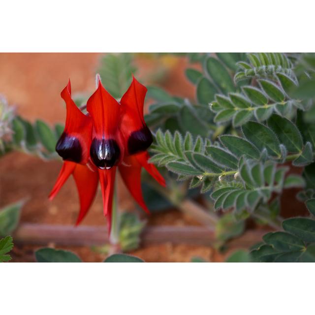 Sturt's Desert Pea - Wrapped Canvas Photograph 17 Stories Size: 20cm H x 30cm W x 3.8cm D on Productcaster.