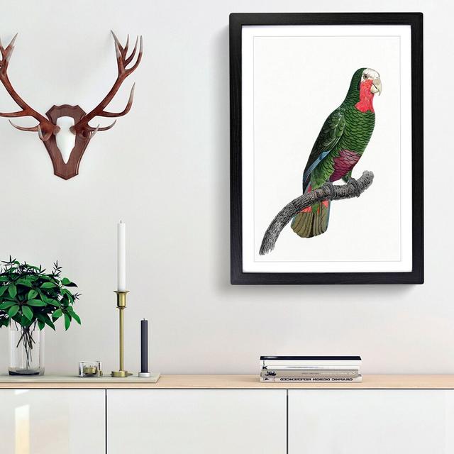 A Cuban Parrot by F. Levaillant - Picture Frame Painting Print on Paper East Urban Home Frame Option: Black Framed, Size: 45cm H x 33cm W x 2cm D on Productcaster.