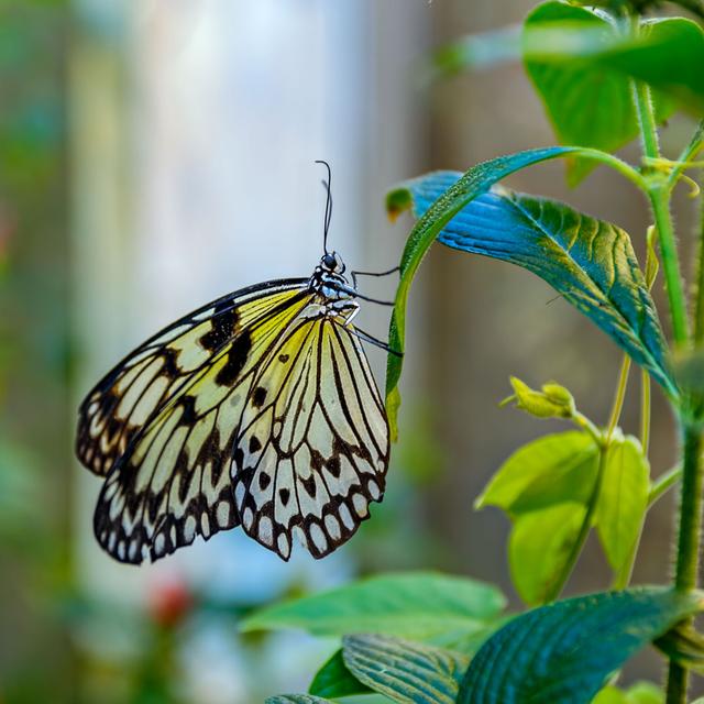 Swaledale Butterfly In Botanical Garden by IgorSPb - Print Brambly Cottage Size: 76cm H x 76cm W x 3.8cm D on Productcaster.