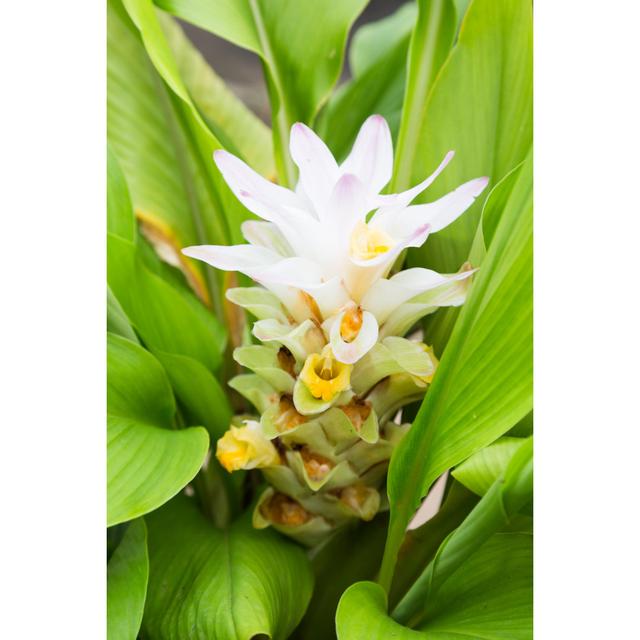 Turmeric Flower by Comzeal - Wrapped Canvas Photograph 17 Stories Size: 46cm H x 30cm W on Productcaster.