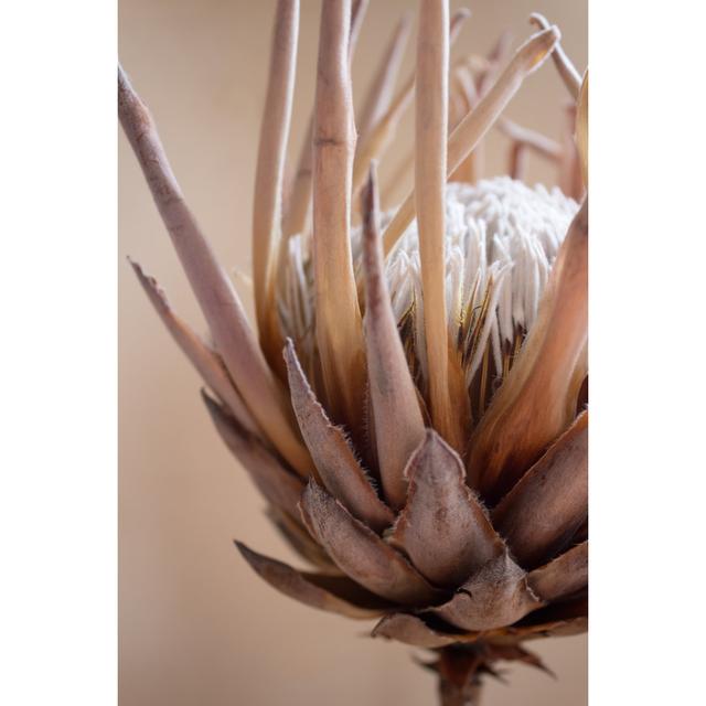 Protea Flower by Sschietekat - Wrapped Canvas Print Marlow Home Co. Size: 91cm H x 61cm W on Productcaster.