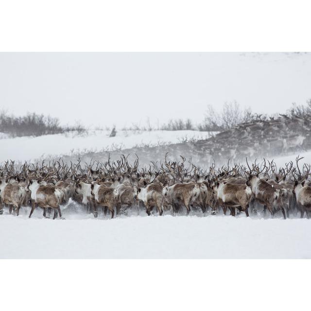 Herd Of Reindeer - Wrapped Canvas Print Alpen Home Size: 30cm H x 46cm W x 3.8cm D on Productcaster.