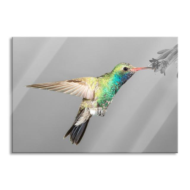 Beautiful Hummingbird - Unframed Photograph on Glass Brayden Studio Size: 60cm H x 80cm W x 0.4cm D on Productcaster.