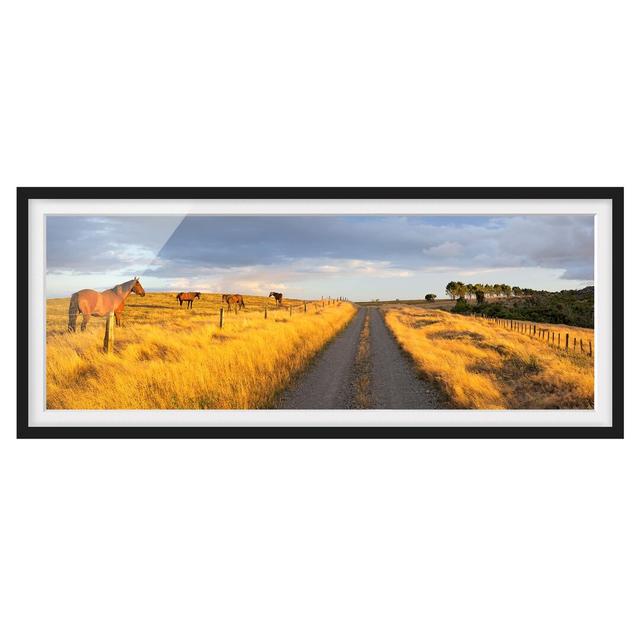 Field Road and Horses in the Evening Sun - Picture Frame Photograph August Grove Size: 20cm H x 50cm W x 2cm D, Frame Option: Black Framed on Productcaster.