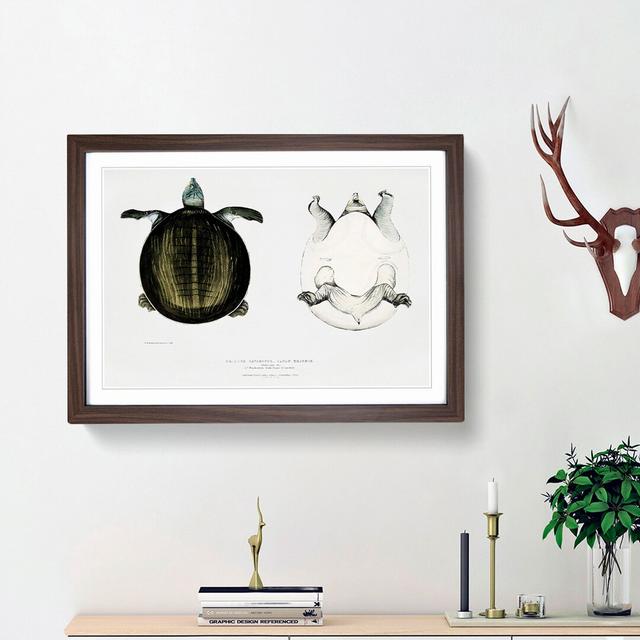 Javan Trionyx Turtle by John Edward Gray - Picture Frame Graphic Art Print East Urban Home Size: 27cm H x 36cm W x 2cm D, Frame Option: Walnut Framed on Productcaster.