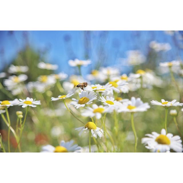 Bees And Wildflowers - Wrapped Canvas Print Marlow Home Co. Size: 81cm H x 122 cm W x 3.8cm D on Productcaster.