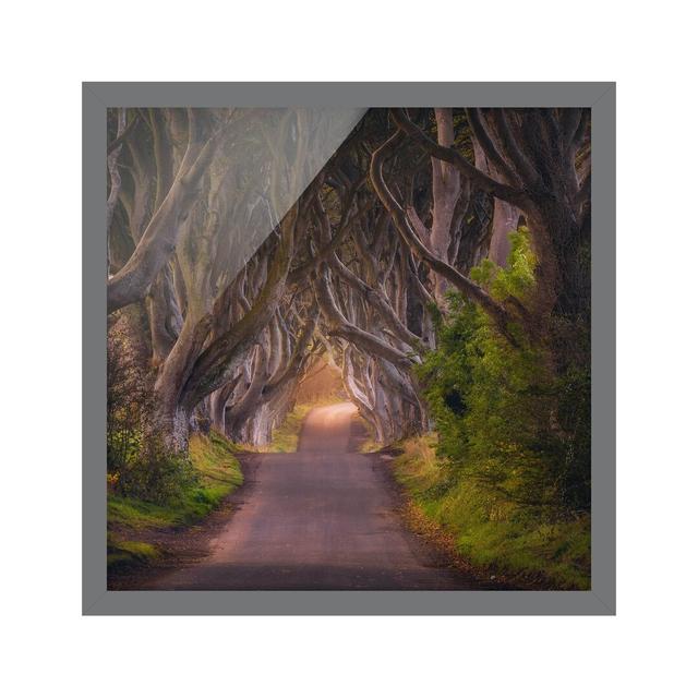 Tunnel From Trees - Picture Frame Photograph Union Rustic Frame Option: Grey Framed, Size: 70cm H x 70cm W x 2cm D on Productcaster.