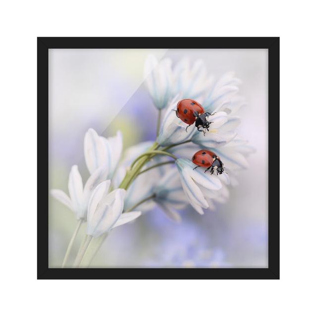 Ladybug Pair - Picture Frame Photograph Ebern Designs Size: 30cm H x 30cm W x 2cm D, Frame Option: Black Framed on Productcaster.