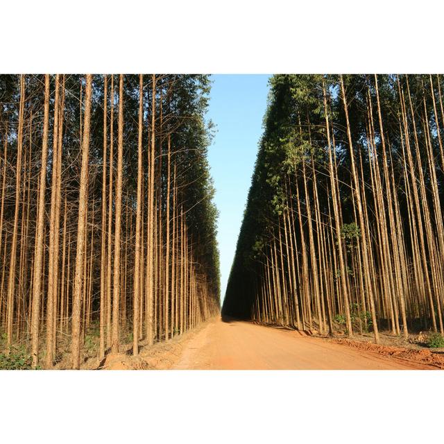 Forest Eucalypt - Wrapped Canvas Photograph Alpen Home Size: 20cm H x 30cm W x 3.8cm D on Productcaster.