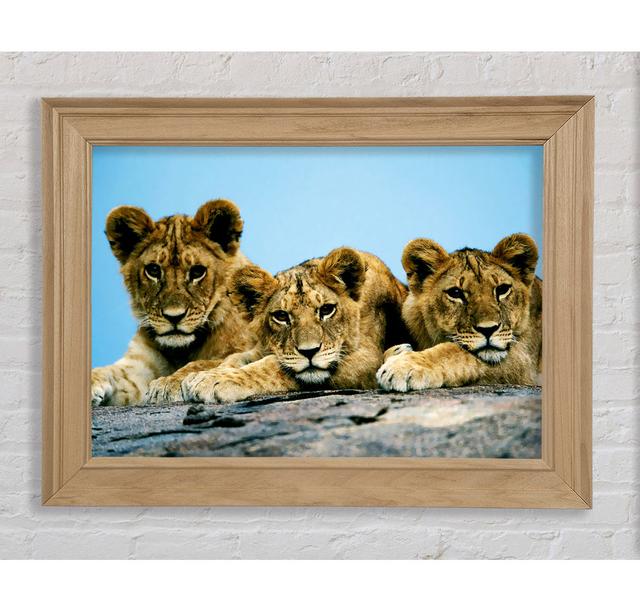 Lion Cub Trio - Single Picture Frame Art Prints Bright Star Size: 42cm H x 59.7cm W on Productcaster.