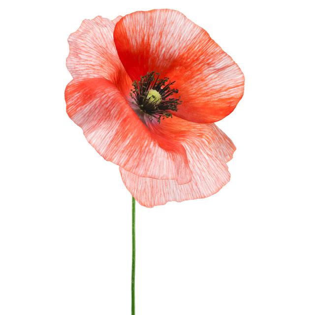 Poppy - Wrapped Canvas Graphic Art Ebern Designs Size: 91cm H x 61cm W on Productcaster.