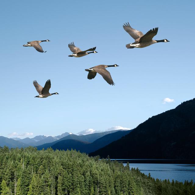 Canada Geese - Wrapped Canvas Print Alpen Home Size: 76cm H x 76cm W x 3.8cm D on Productcaster.